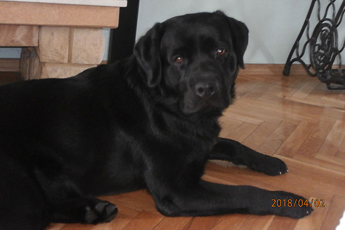 Labrador Drago