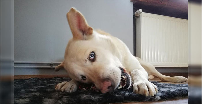 Jaśmin do adopcji