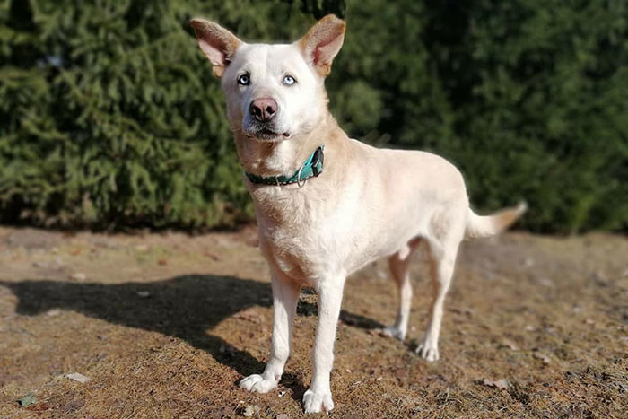 Jaśmin do adopcji
