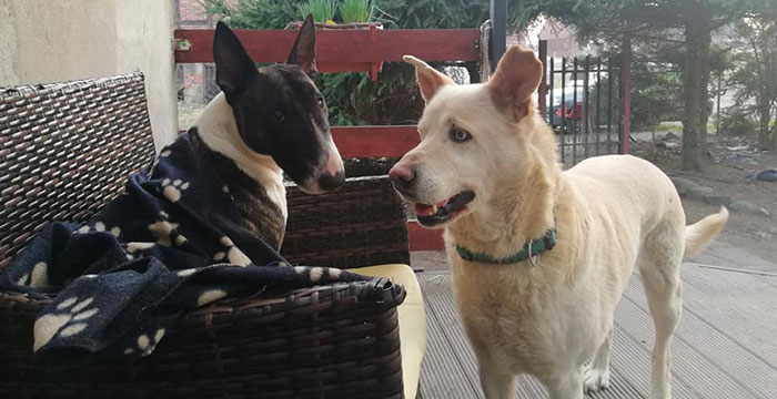 Jaśmin do adopcji