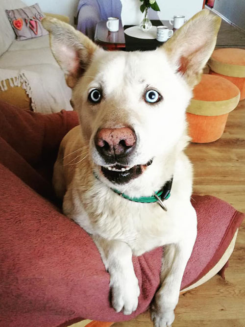 Jaśmin do adopcji