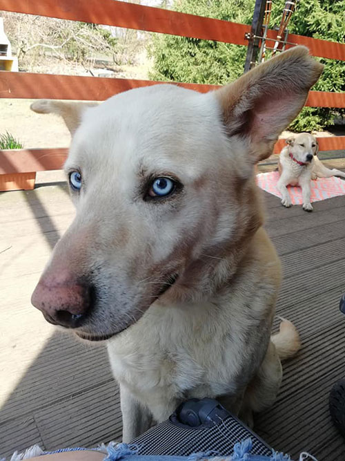 Jaśmin do adopcji