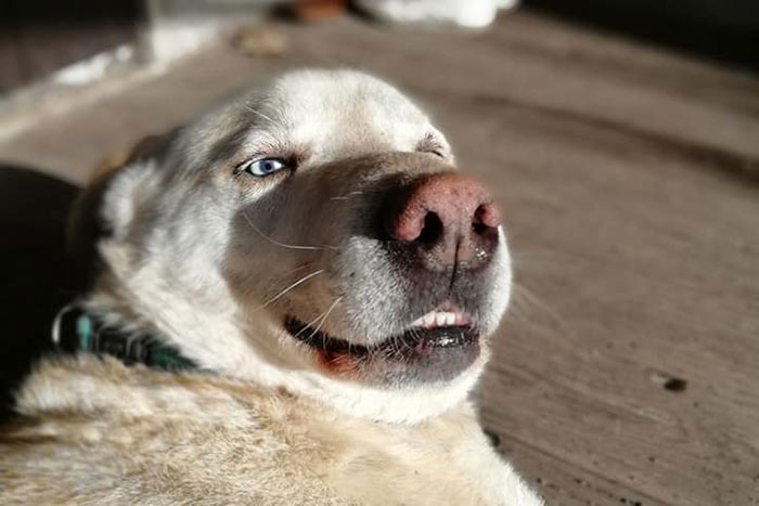 Jaśmin do adopcji