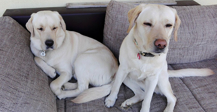 Labrador Lucky