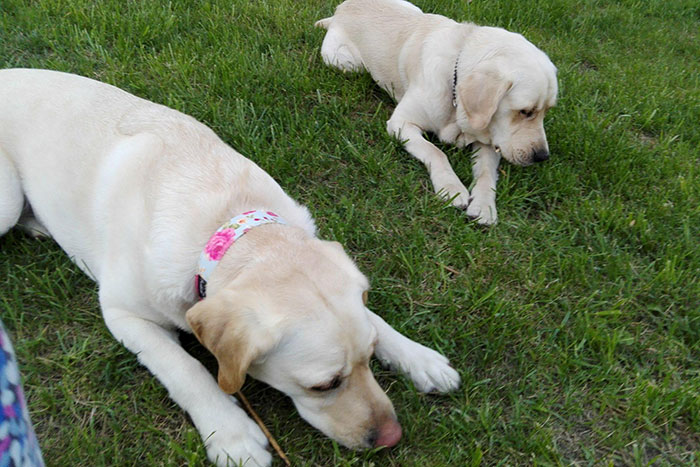Labrador Lucky