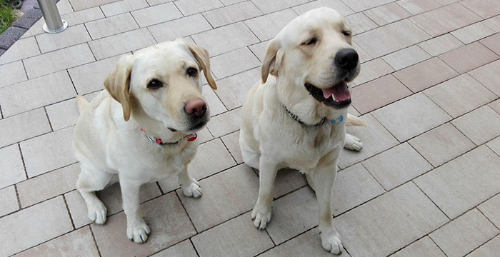Labrador Lucky