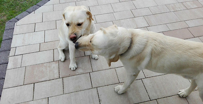 Labrador Lucky