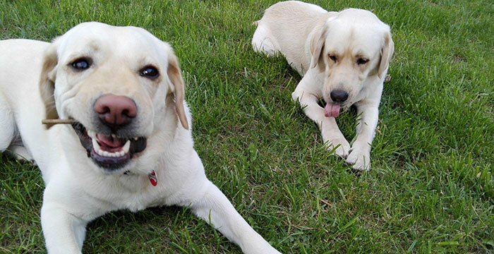 Labrador Lucky