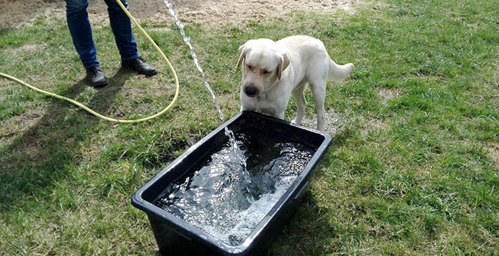 Labrador Lucky