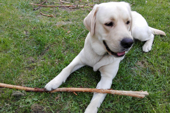 Labrador Lucky