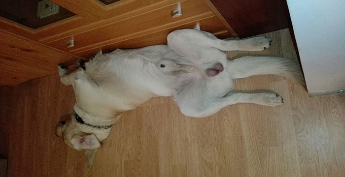 Labrador Lucky