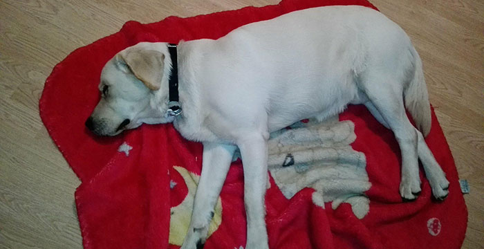 Labrador Lucky