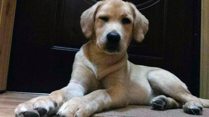 Luna, labradorka do adopcji