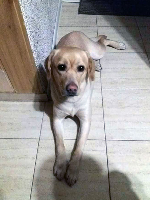 Luna, labradorka do adopcji
