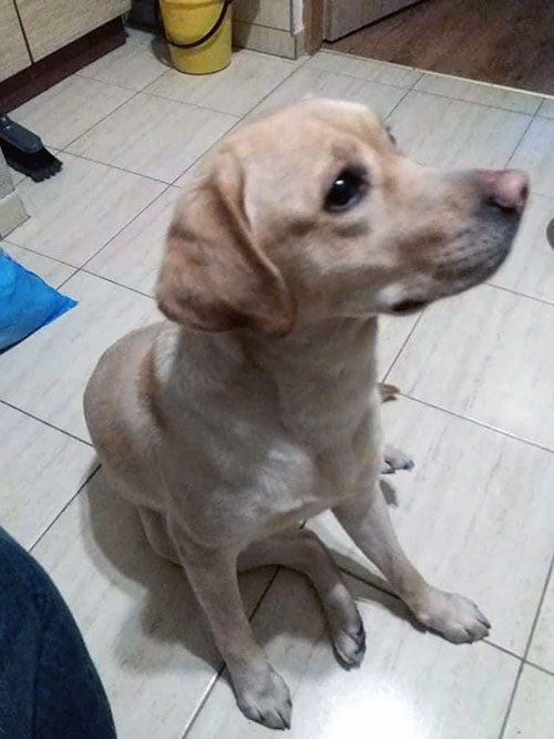 Luna, labradorka do adopcji