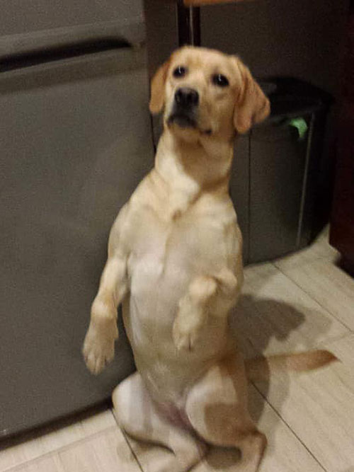 Luna, labradorka do adopcji