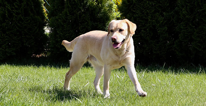 Labradorka Luna