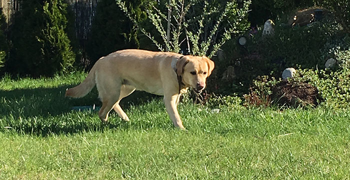 Labradorka Luna