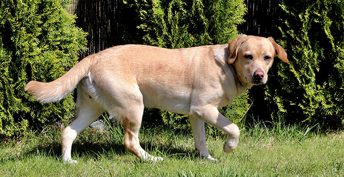 Labradorka Luna