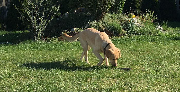 Labradorka Luna