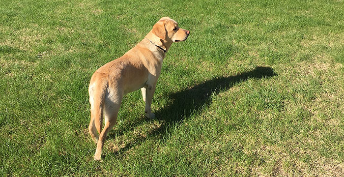 Labradorka Luna