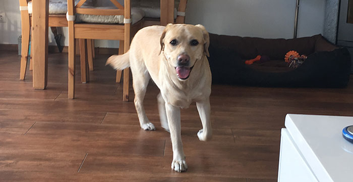 Labradorka Luna