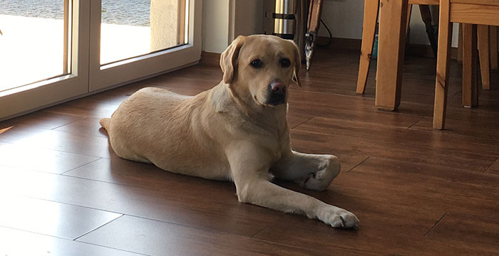 Labradorka Luna