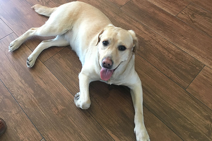 Labradorka Luna