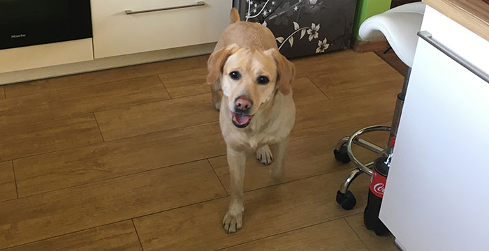 Labradorka Luna