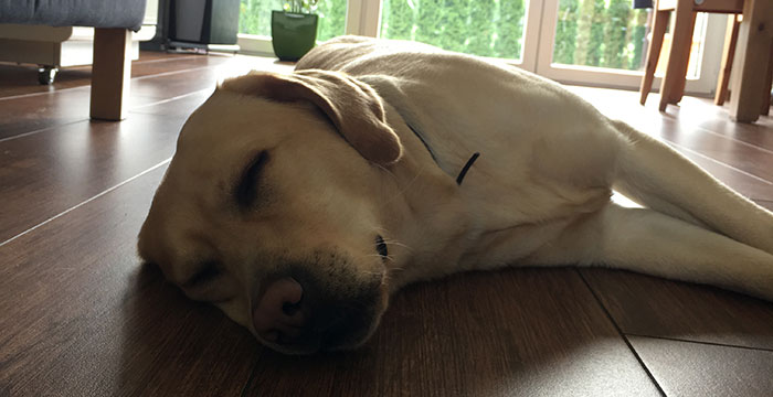 Labradorka Luna
