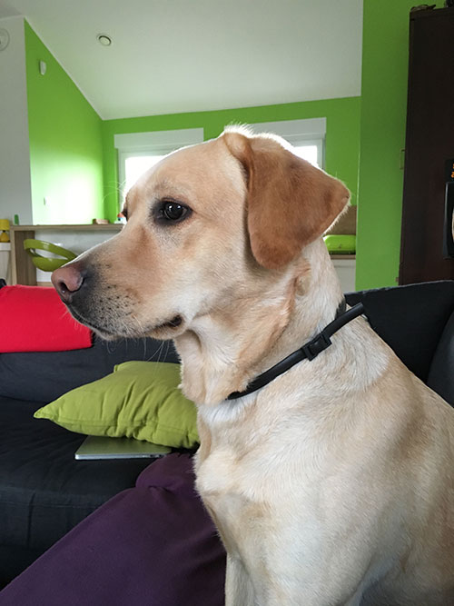 Labradorka Luna