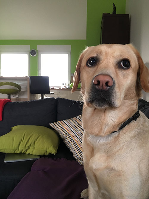 Labradorka Luna