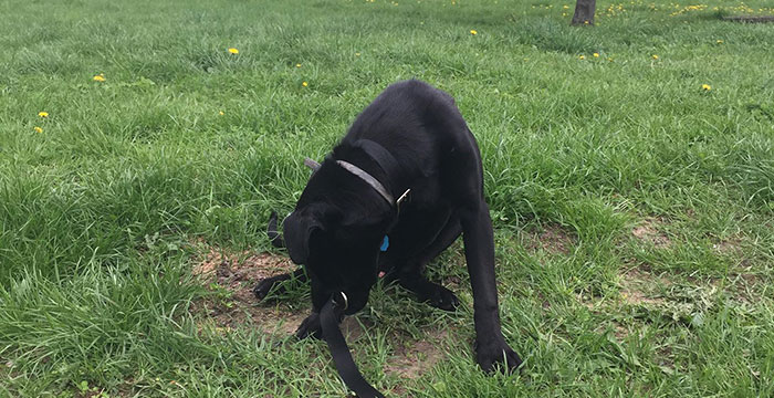 Tobi