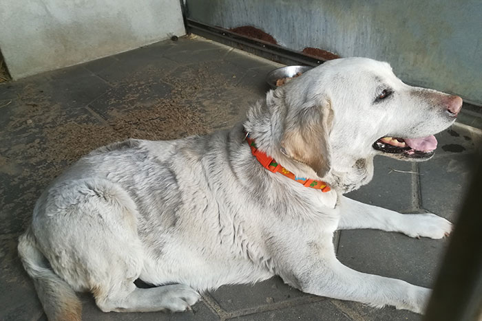 Gabrysia, labradorka do adopcji