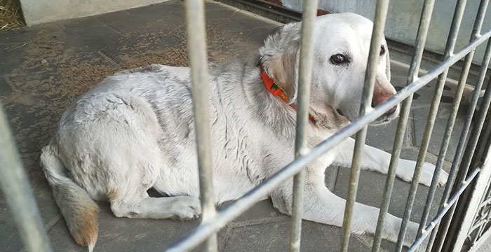 Gabrysia, labradorka do adopcji