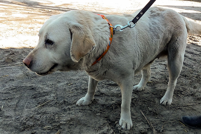 Gabrysia, labradorka do adopcji