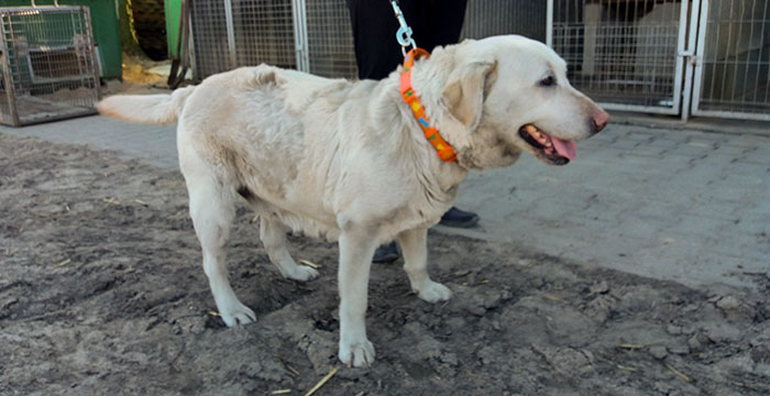 Gabrysia, labradorka do adopcji