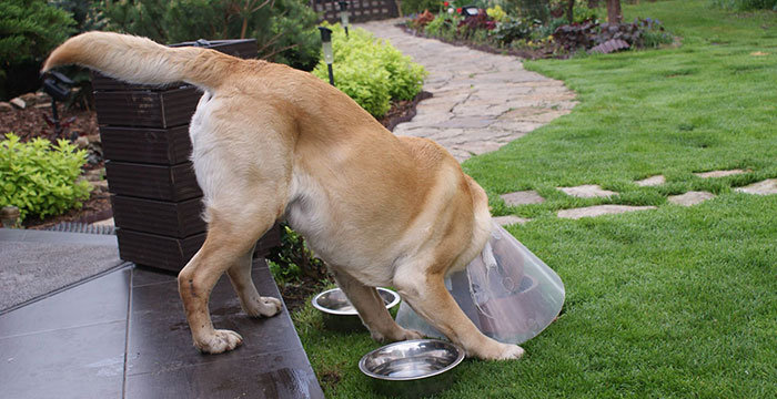 Karo, labrador do adopcji