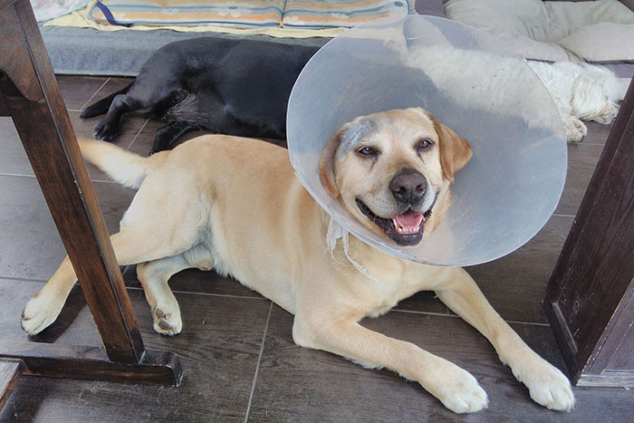 Karo, labrador do adopcji