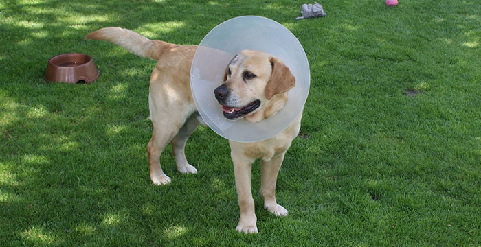 Karo, labrador do adopcji