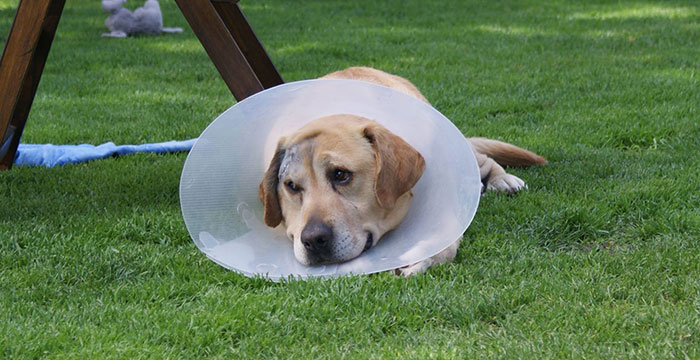 Karo, labrador do adopcji