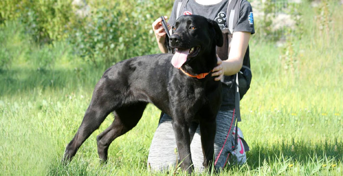 Labradorka Mamba w potrzebie