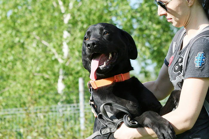 Labradorka Mamba w potrzebie