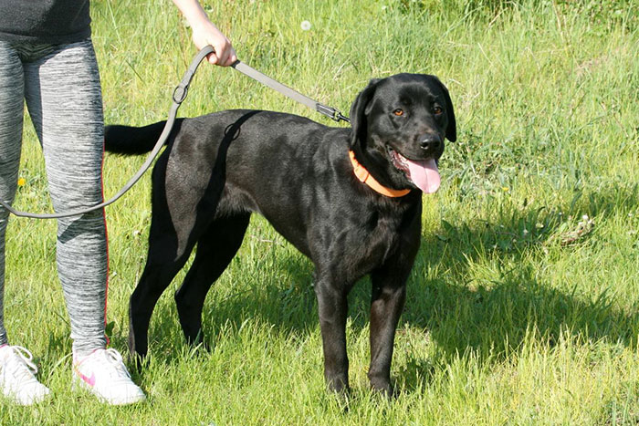 Labradorka Mamba w potrzebie