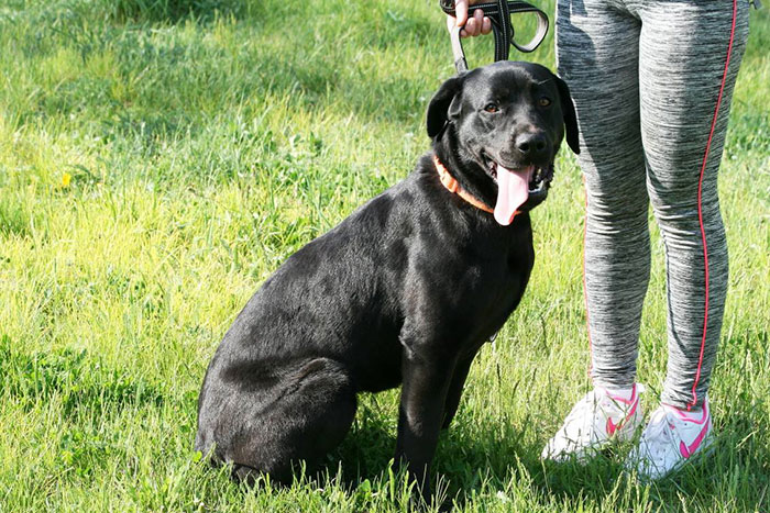Labradorka Mamba w potrzebie