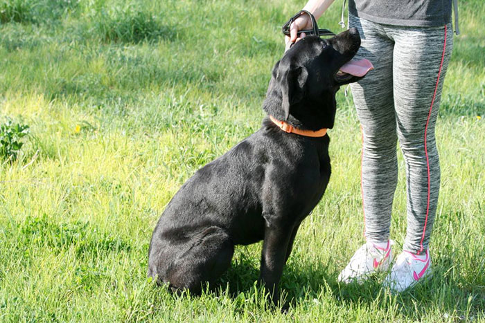 Labradorka Mamba w potrzebie