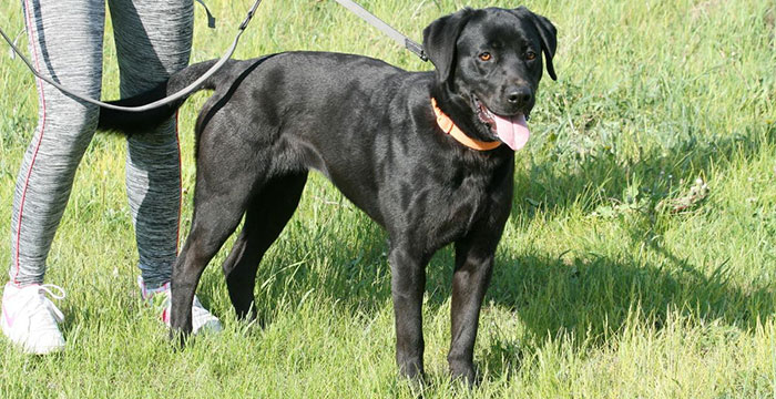Labradorka Mamba w potrzebie