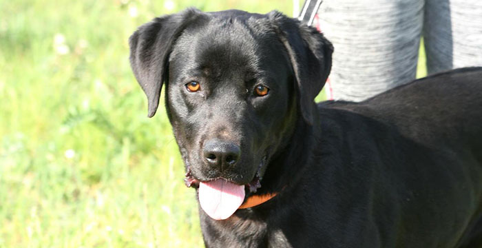 Labradorka Mamba w potrzebie