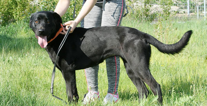 Labradorka Mamba w potrzebie