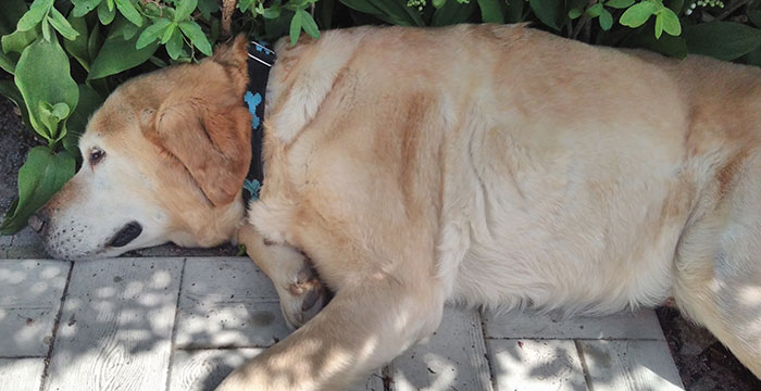 Labradorka Misia do adopcji